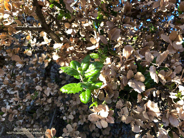 Sprouting live oak leaves following the Woolsey Fire.