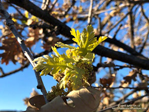 Sprouting valley oak leaves following the Woolsey Fire. January 2, 2019.