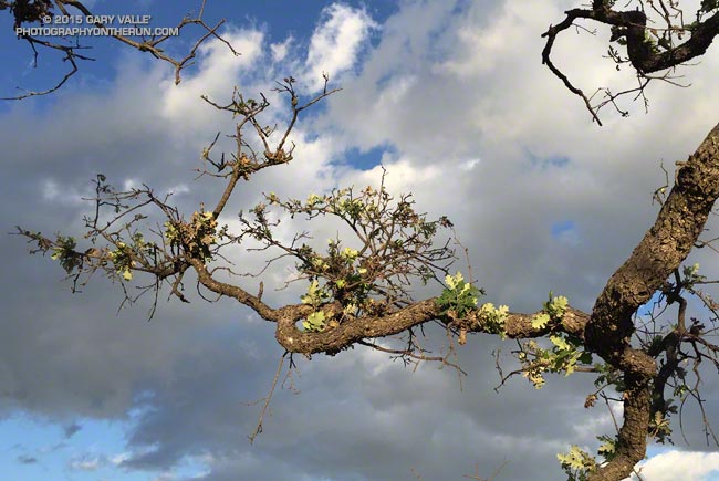 Drought-stressed valley oak sprouting leaves following summer rains in Southern California