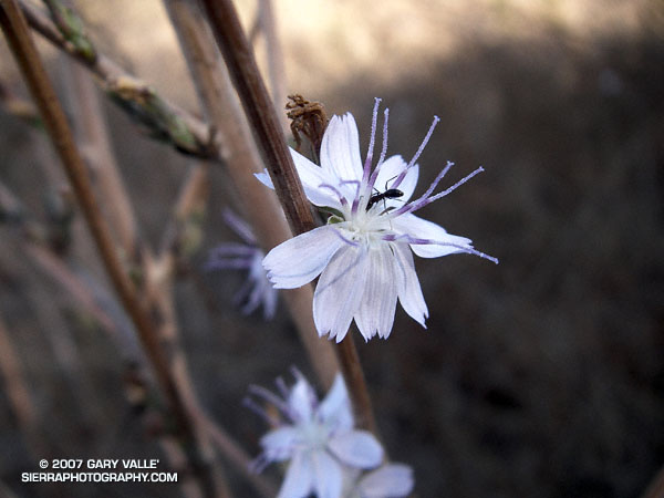 An ant forages among the florets of a wreath plant at Sage Ranch Park.