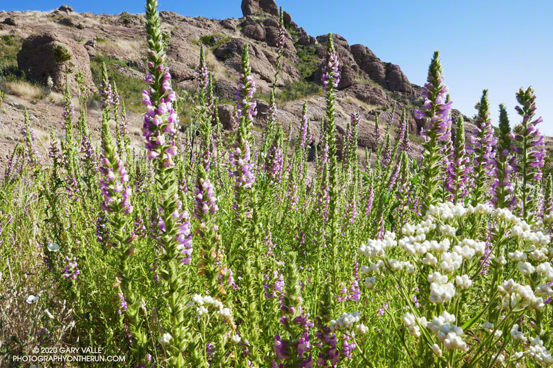 Sticky snapdragon (Antirrhinum multiflorum) was widespread on the south side of Tri Peaks, and elsewhere in the Boney Mountain Wilderness. June 7, 2020.
