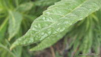 Trail dust and other debris caught on a sticky Poodle-dog bush leaf