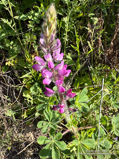 Stinging lupine (Lupinus hirsutissimus) along the Lake Vista Trail in Malibu Creek State Park. April 20, 2025.