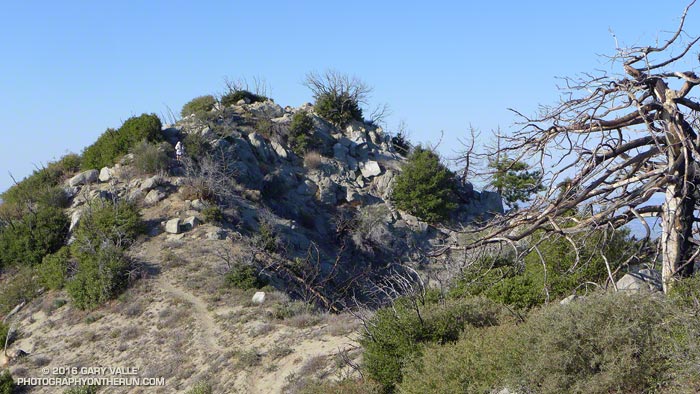 Chaparral regrowth near the summit of Strawberry Peak