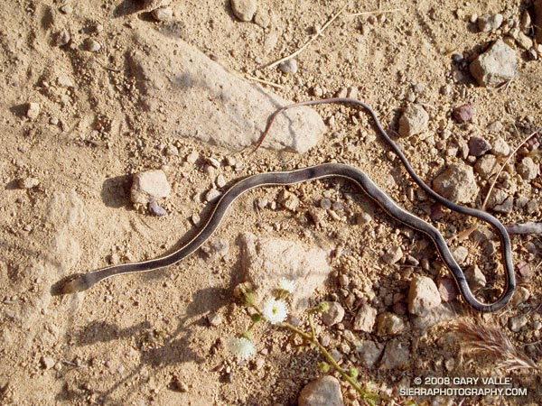California striped racer (Masticophis lateralis lateralis) found on the Chumash Trail, near Simi Valley, California. It appeared to have suffered some sort of fatal trauma. June 1, 2005.