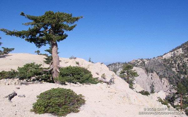 Stunted sugar pine on Kratka Ridge in the San Gabriel MOuntains, near Los Angeles.