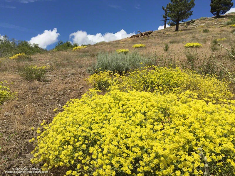 Sulphur flower (Eriogonum umbellatum) along Lightning Ridge on the Pacific Crest Trail near Inspiration Point in the San Gabriel Mountains. July 31, 2015.