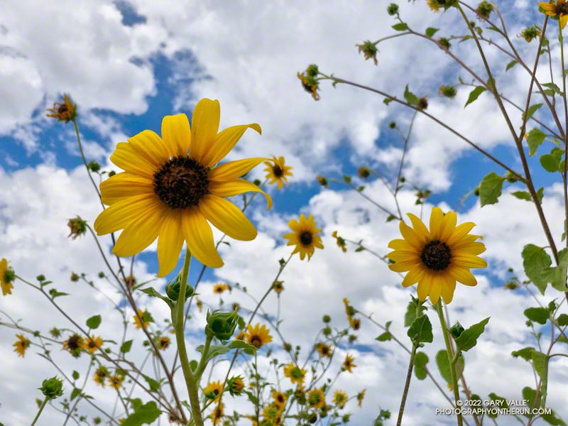 Sunflowers and Clouds by Gary Valle