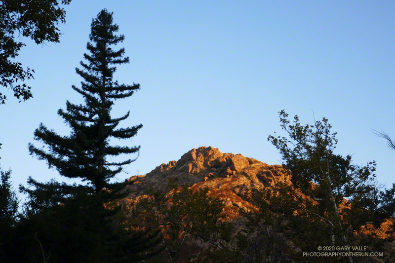 Redwood in Malibu Creek State Park near the junction of the Forest Trail and Crags Road at sunrise. The sunlit ridge in the background is above the M*A*S*H site.