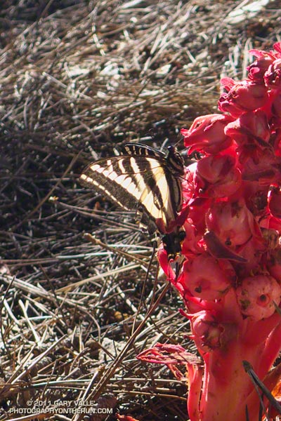 A western tiger swallowtail butterfly feeding on the nectar of the flowers of snow plant.