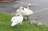 The Palace of Fine Art swanskeep a close eye on their brood. June 4, 2016.