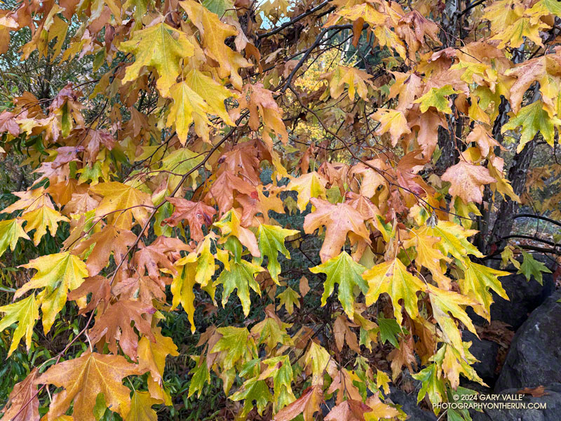 Turning California Sycamore Along Malibu Creek. Photography by Gary Valle'