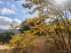 Fall color on a California sycamore along Wood Canyon Fire Road