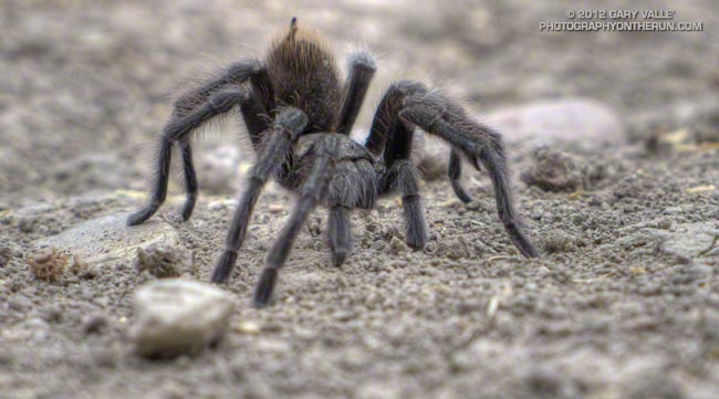 Tarantula at Ahmanson Ranch