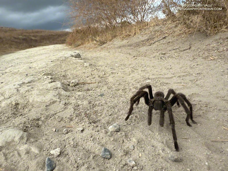 Tarantula on Lasky Mesa