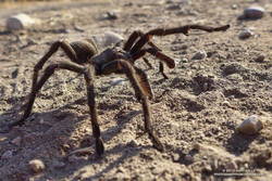 Tarantula in East Las Virgenes Canyon