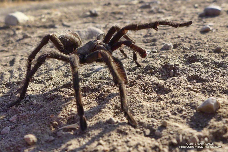 Tarantula on a fire road in East Las Virgenes Canyon at Ahmanson Ranch (Upper Las Virgenes Canyon Open Space Preserve). Autumn is when maturing male tarantulas (Aphonopelma spp.) wander about in search of a mate. October 23, 2013.