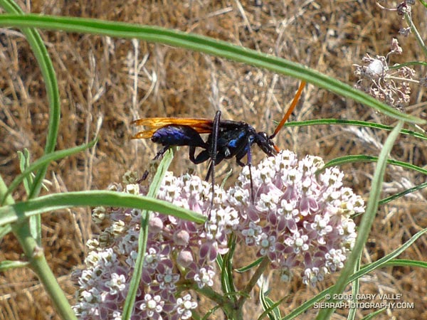 A tarantula hawk wasp feeds on the flowers of a narrow-leaf milkweed