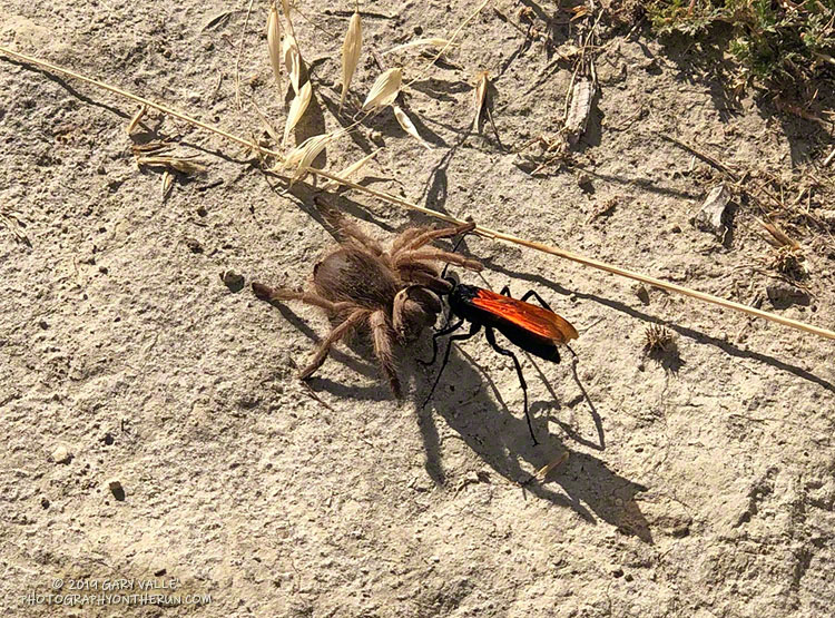 Tarantula hawk with a paralyzed tarantula.