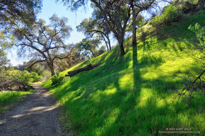A very green stretch of the Taylor Loop Trail in Santa Clarita Woodlands Park. March 6, 2022.