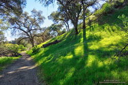 A very green stretch of the Taylor Loop Trail