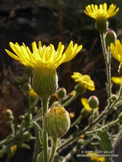 The flowers of telegraphweed (Heterotheca grandiflora) are a striking yellow.