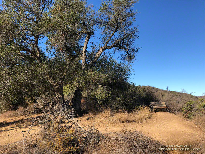 The Oak Tree on the Rogers Road segment of the Backbone Trail. The coast live oak is about 7 miles from the Top of Reseda trailhead at Marvin Braude Mulholland Gateway Park and 3 miles from Will Rogers State Historic Park.