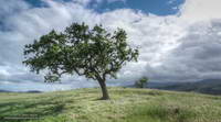 Hilltop valley oak at Ahmanson Ranch, photographed in April 2011, prior to the drought in Southern California