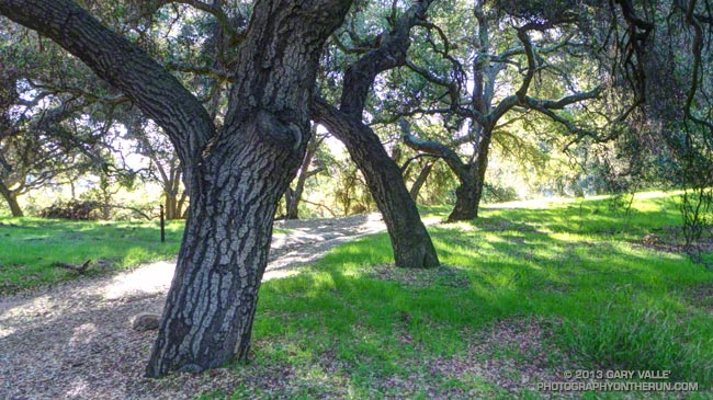 Oaks at Trippet Ranch, Topanga State Park