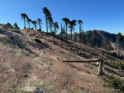 An easy-to-follow stretch of the Three Points - Mt. Waterman Trail. (thumbnail)