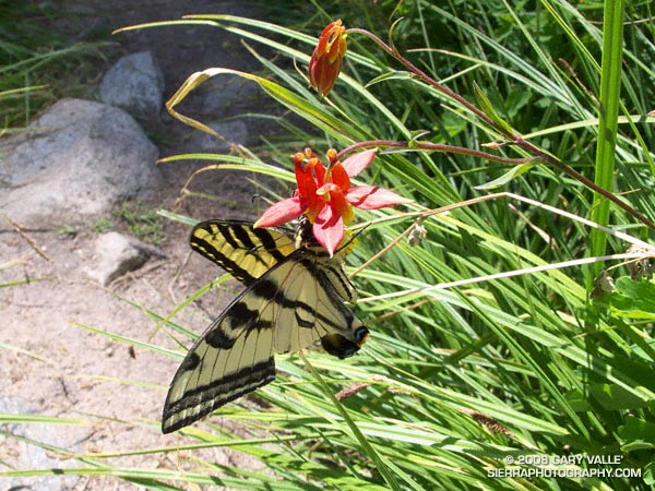 A western tiger swallowtail butterfly on western columbine near Halfway Camp on the Vivian Creek trail on Mt. San Gorgonio.