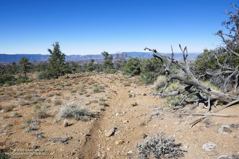 Mesa Spring Trail near the top of San Emigdio Mesa