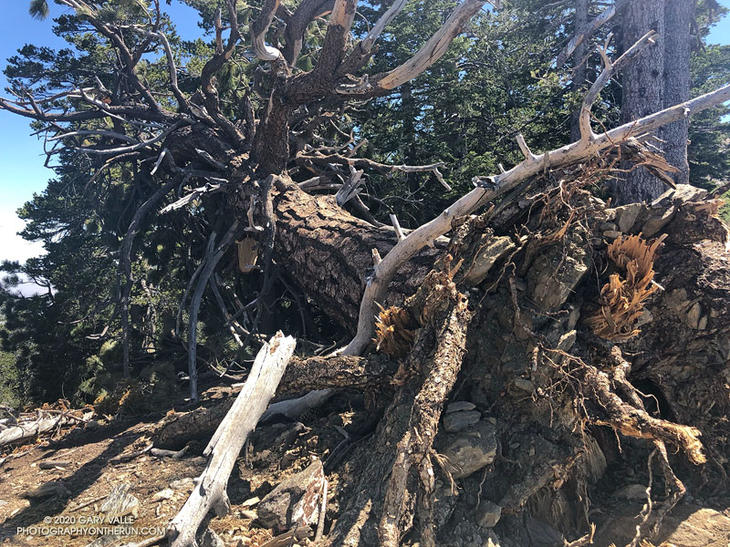 A large Jeffrey Pine west of Mt. Burnham, blown over during the Winter of 2019-20. June 20, 2020.