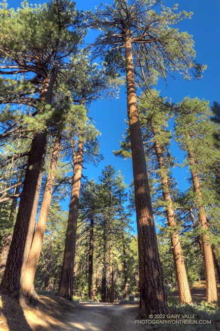 Towering pines on Mt. Pinos, near the Chula Vista parking area.