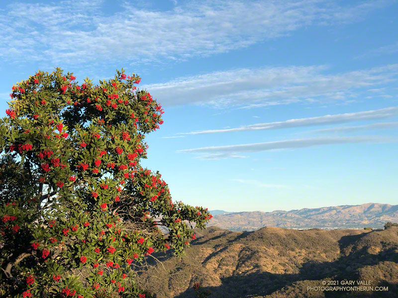 Toyon heavily-laden with berries