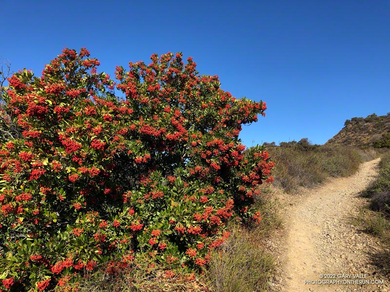 Toyon berries along the Backbone Trail