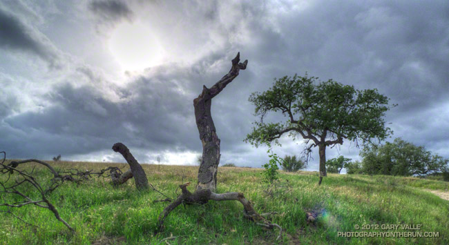 Valley oak at Ahmanson Ranch killed by 2005 Topanga Fire