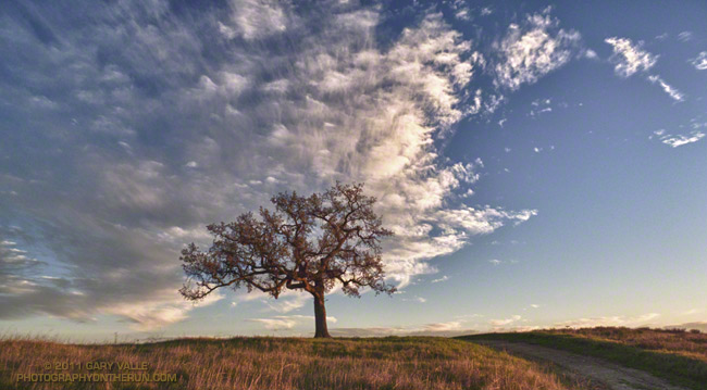 Tree and Clouds