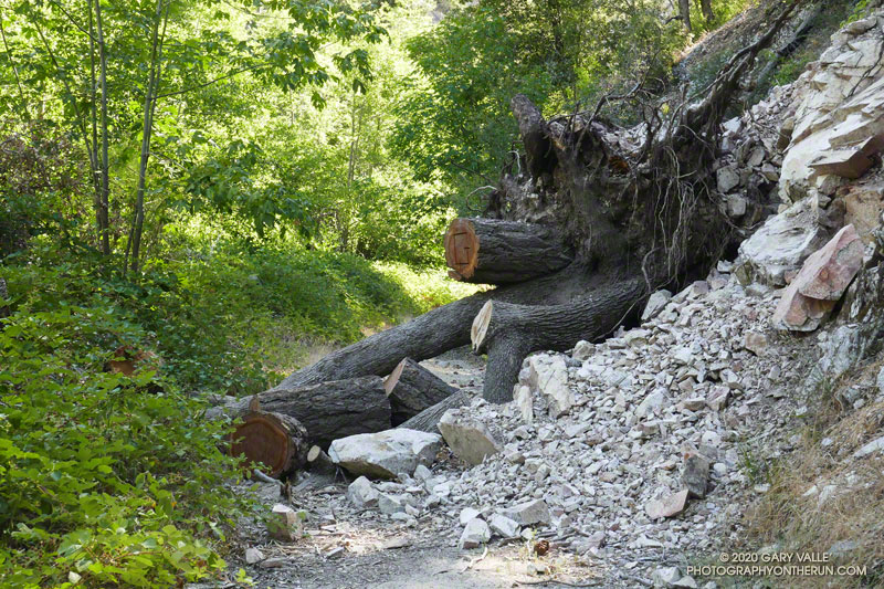 Tree and small rock slide blocking Rincon - Red Box Road about a mile from West Fork.