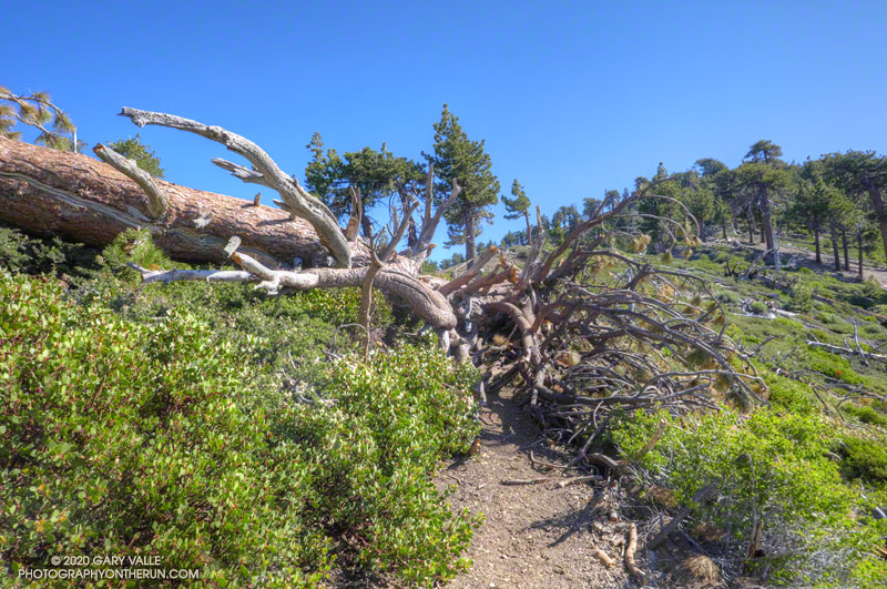 A large Jeffrey pine blocking the Pacific Crest Trail, west of Throop Peak. June 20, 2020.