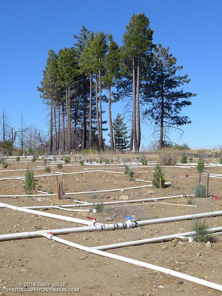 Pines and pine seedlings at Barley Flats