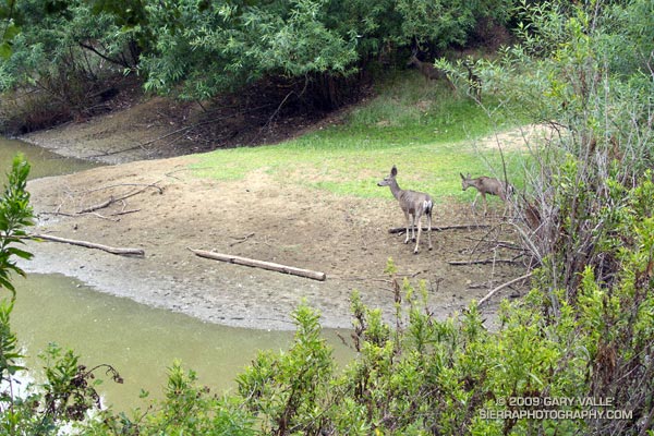 Mule deer at Trippet Ranch in Topanga State Park