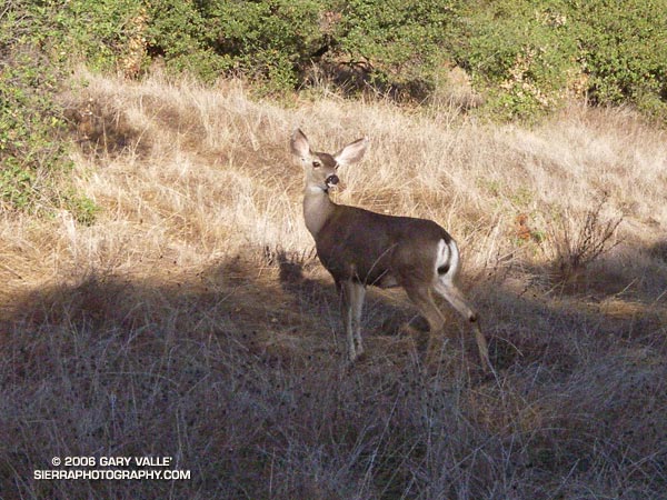 Mule deer along the Musch Trail near Trippet Ranch in Topanga State Park