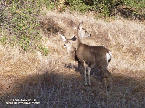 A mule deer and her fawn on the Musch Trail near Trippet Ranch in Topanga State Park.
