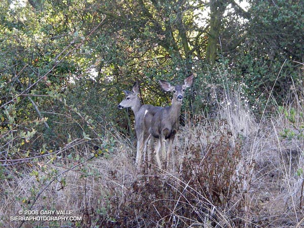 Mule deer on the Musch Trail near Trippet Ranch in Topanga State Park.