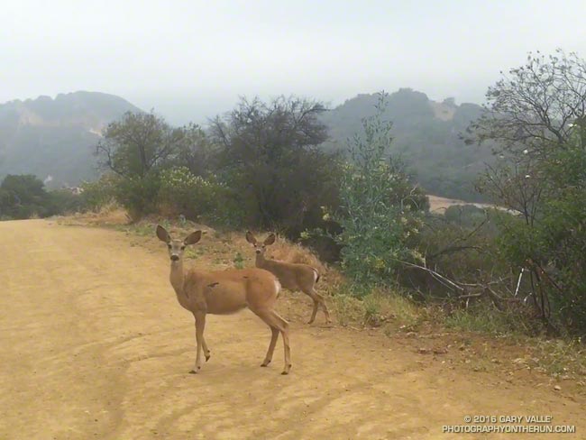 Mule deer near Trippet Ranch in the Santa Monica Mountains