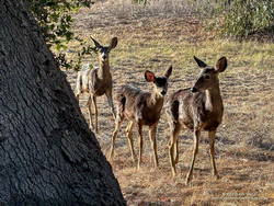 Mule deer near the Trippet Ranch parking lot. (thumbnail)