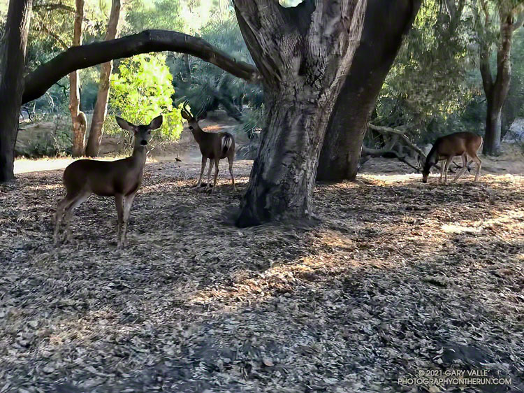Mule deer grazing under the oaks near the Trippet Ranch parking lot. Video frame from June 27, 2021.