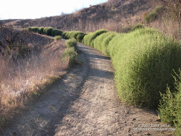 Tumbleweed (Salsola tragus) in Upper Las Virgenes Canyon Open Space Preserve (formerly Ahmanson Ranch).