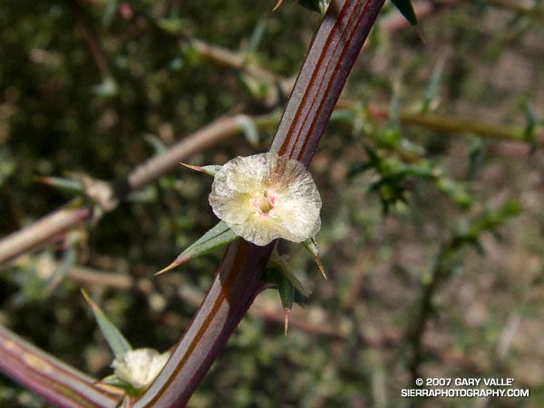 Blossom of tumbleweed (Salsola tragus)